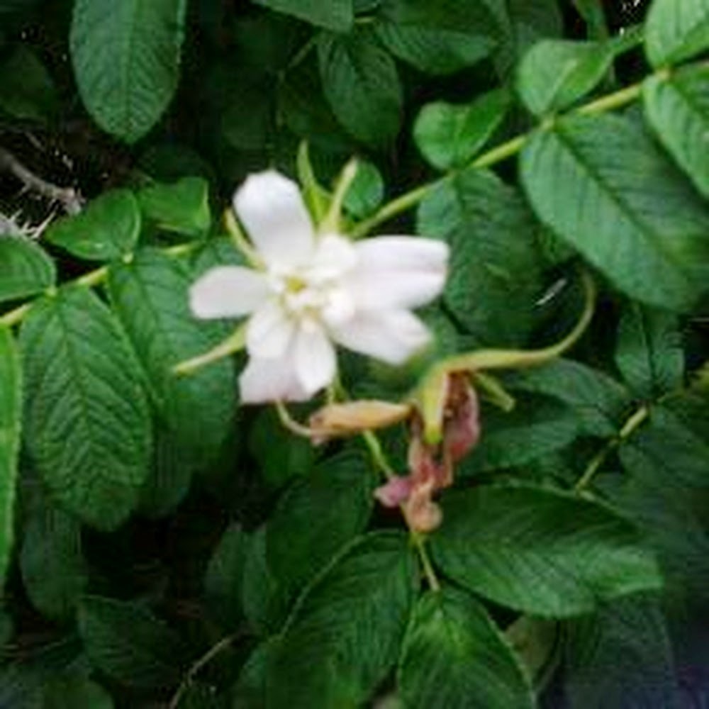 Meet your Posher, Just a lonely flower